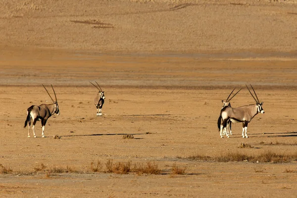 Sossusvlei, 나미비아에서 오릭스 — 스톡 사진