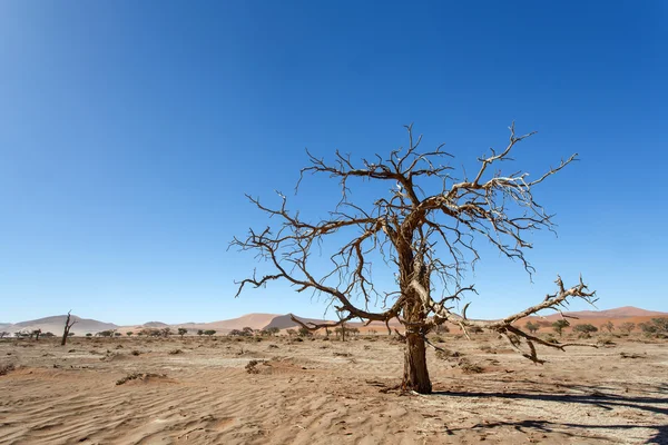 Mrtvý strom na sossusvlei, Namibie — Stock fotografie