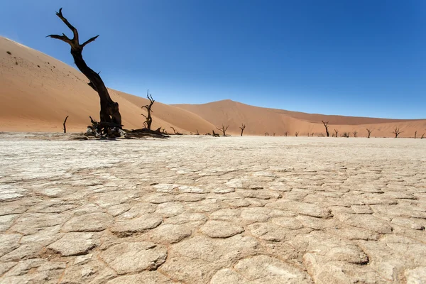 Dead vlei - sossusvlei, Намибия — стоковое фото