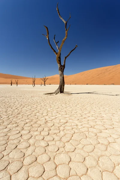Dead vlei - sossusvlei, Намибия — стоковое фото