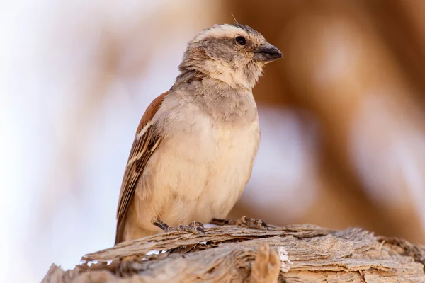 Kvinnliga sällskaplig weaver fågel, namibia — Stockfoto