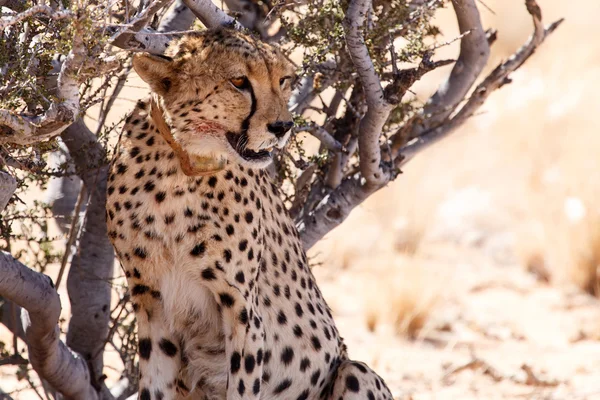 Cheetah in Sossusvlei, Namibië — Stockfoto