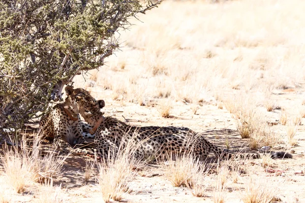 Cheetah Licking in Sossusvlei, Namibia — Stock Photo, Image