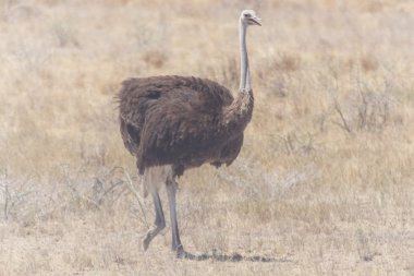 dişi deve kuşu - etkin safari park Namibya