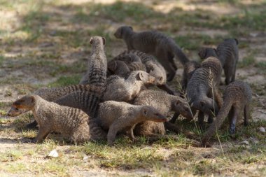 şeritli mongoose - etkin safari park Namibya