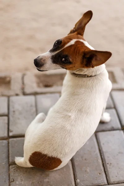 Perro en Katima Mulio — Foto de Stock