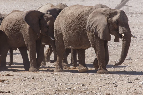 Elephant - Etosha Safari Park in Namibia — Stock Photo, Image