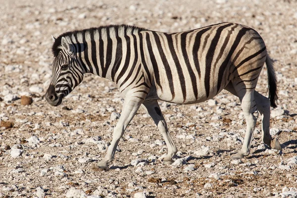 Zebra - etkin, Namibya — Stok fotoğraf