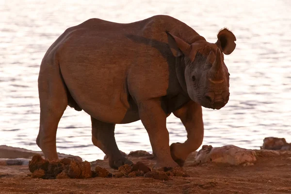 Black Rhino - Etosha Safari Park in Namibia — Stock Photo, Image