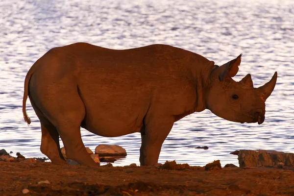 Black Rhino - Etosha Safari Park na Namíbia — Fotografia de Stock