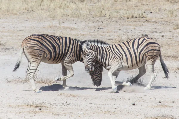 Ζέβρα αγώνα - etosha, Ναμίμπια — Φωτογραφία Αρχείου