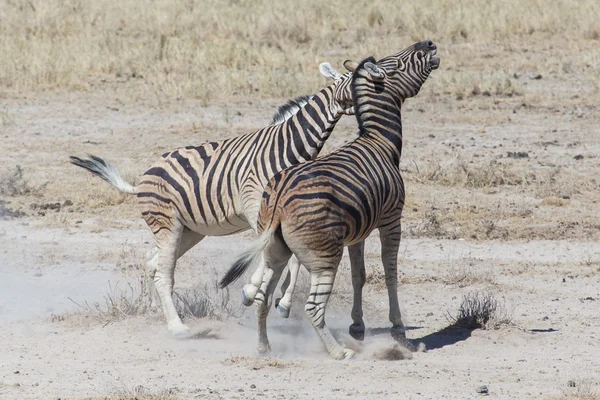얼룩말 싸움-빈트후크, 나미비아 — 스톡 사진