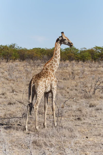 Girafa - Etosha Safari Park na Namíbia — Fotografia de Stock
