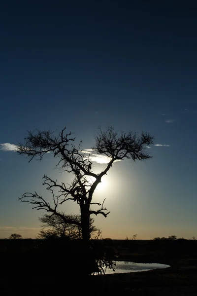 Safari park Etosha v Namibii — Stock fotografie