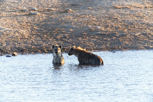 Hyena no Water Hole - Etosha Safari Park na Namíbia — Fotografia de Stock