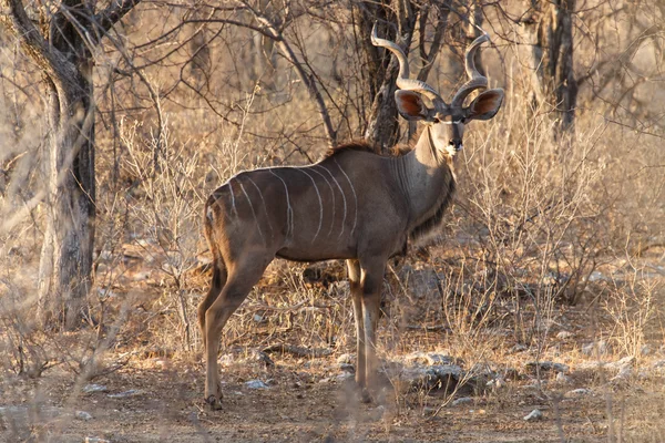 Kudu - etkin safari park Namibya — Stok fotoğraf