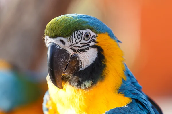 Macaw albastru și galben (ara ararauna ) — Fotografie, imagine de stoc