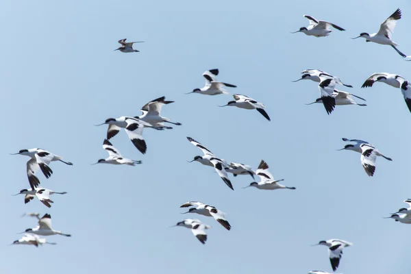 Papamoscas de avoceta, Namibia —  Fotos de Stock