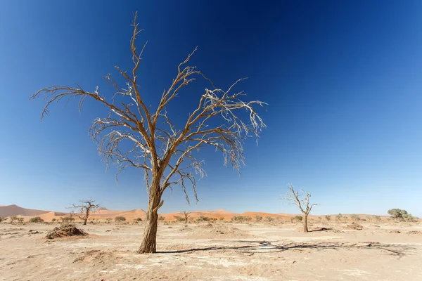 在 sossusvlei，纳米比亚的死树 — 图库照片