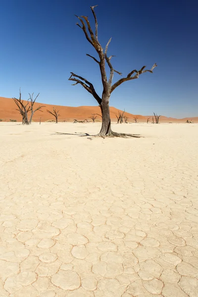 死んだ vlei - ソーサス フライ、ナミビア — ストック写真