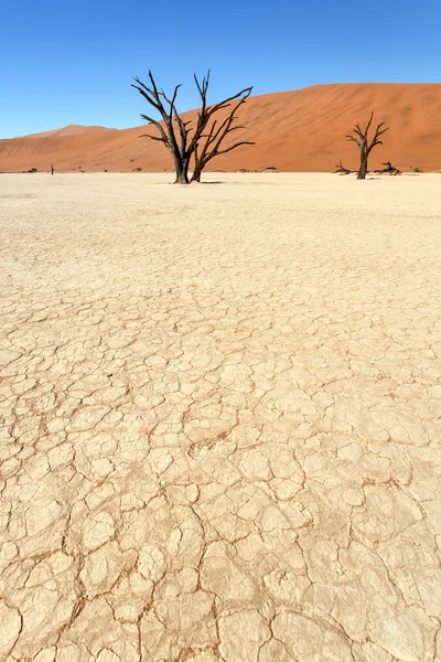 死んだ vlei - ソーサス フライ、ナミビア — ストック写真