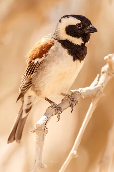 Mannelijke Republikeinwever vogel, Namibië — Stockfoto