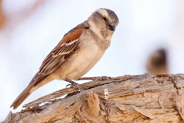 Kvinnliga sällskaplig weaver fågel, namibia — Stockfoto