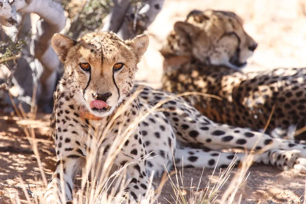 Cheetah in Sossusvlei, Namibië — Stockfoto