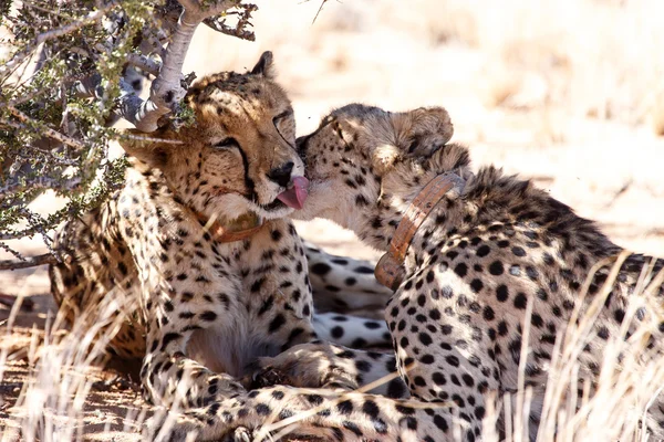 Cheetah likken in Sossusvlei, Namibië — Stockfoto