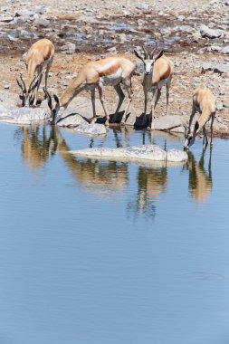Springbok - etkin safari park Namibya