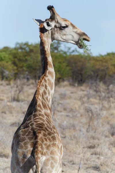 Girafa - Etosha Safari Park na Namíbia — Fotografia de Stock