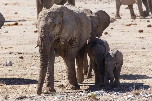 Elephant - Etosha Safari Park in Namibia — Stock Photo, Image