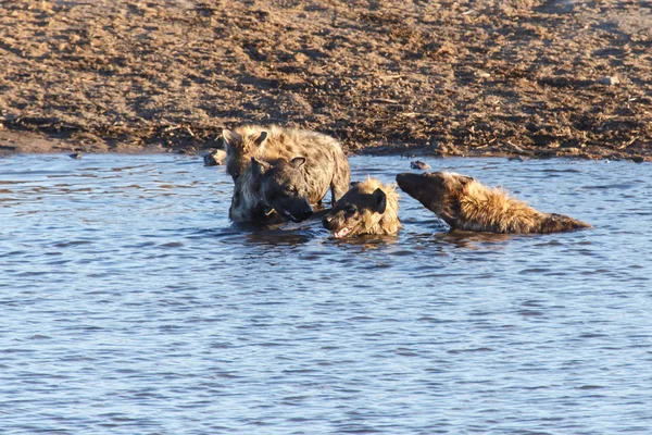 Hyena at Water Hole - Etosha Safari Park in Namibia — Stock Photo, Image