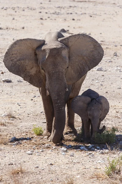 Jonge olifant - etosha safari park in Namibië — Stockfoto