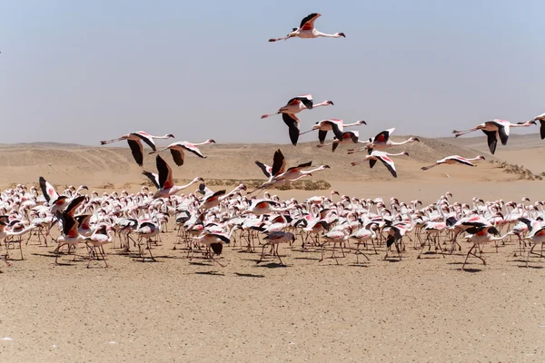 Flamingo latające - namibia — Zdjęcie stockowe