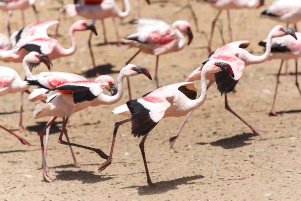 Vuelo flamenco - namibia — Foto de Stock