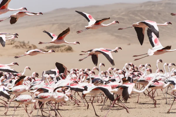 Vuelo flamenco - namibia —  Fotos de Stock