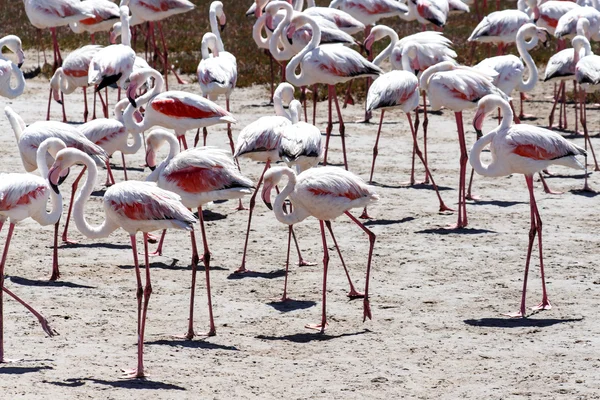 Flamingo - Namibie — Stock fotografie