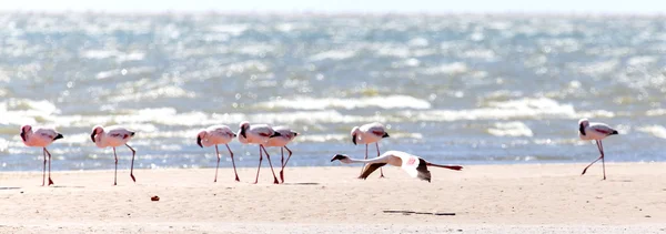 Flamingo flygande - namibia — Stockfoto