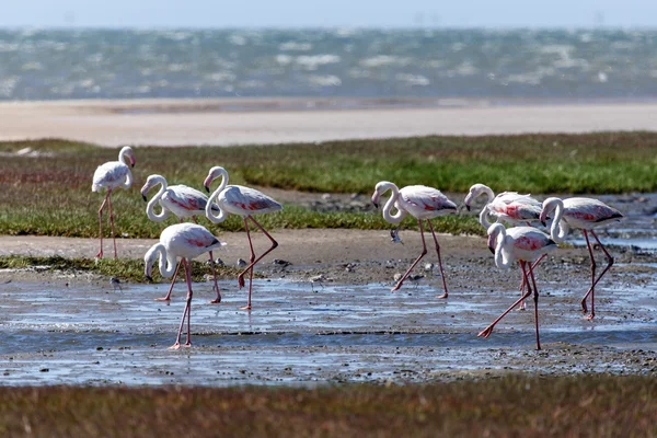 Flamingo - Namibië — Stockfoto