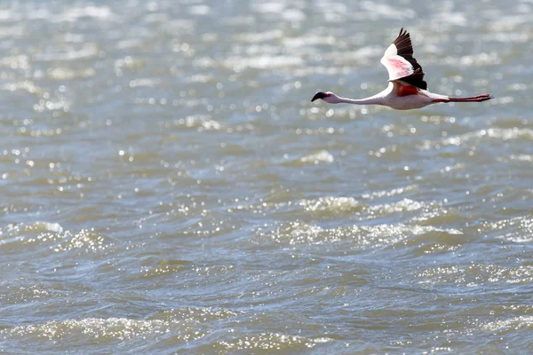 Flamingo uçan - Namibya — Stok fotoğraf