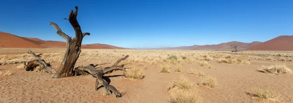 Dead Tree at Sossusvlei, Namibia — Stock Photo, Image