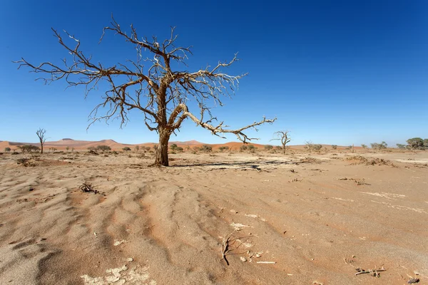 在 sossusvlei，纳米比亚的死树 — 图库照片