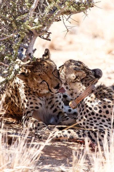 Cheetah Sossusvlei, Namibya'da yalama — Stok fotoğraf