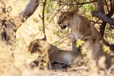 Aslan - okavango delta - moremi n.p.