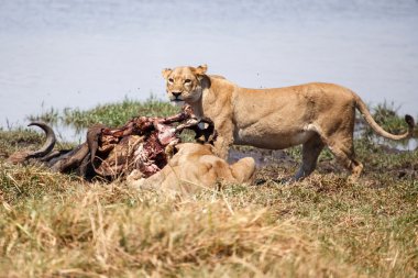 Aslan - okavango delta - moremi n.p.