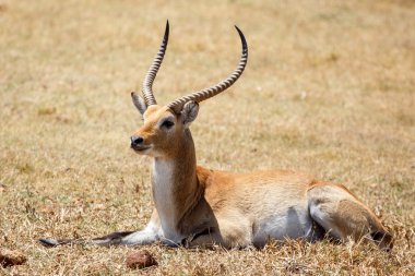 Lechwe - Okavango Delta - Moremi N.P.