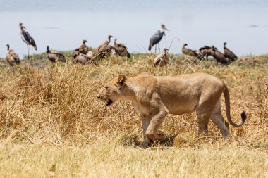 Aslan - okavango delta - moremi n.p.