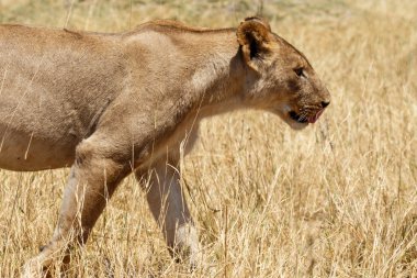 Aslan - okavango delta - moremi n.p.