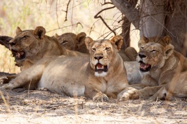 Aslan - okavango delta - moremi n.p.